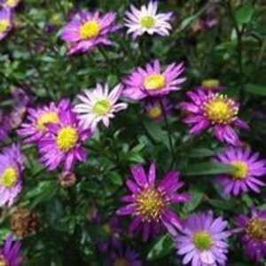 Aster ageratoides 'Ezo Murazaki' geen maat specificatie 0,55L/P9cm - afbeelding 4