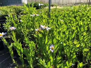 Aster ageratoides 'Ezo Murazaki' geen maat specificatie 0,55L/P9cm - afbeelding 3