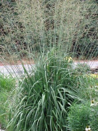 Molinia arund. 'Skyracer' geen maat specificatie 0,55L/P9cm - afbeelding 2