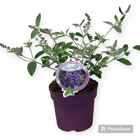 Buddleja Free Petite Blue Heaven geen maat specificatie cont. 3,0L - afbeelding 1