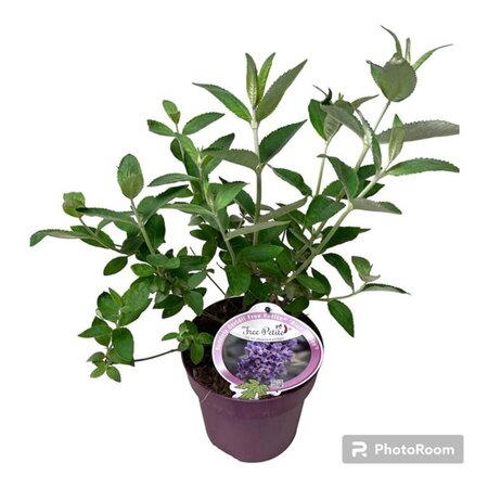 Buddleja Free Petite Blue Heaven geen maat specificatie cont. 3,0L - afbeelding 3