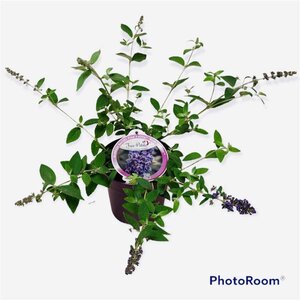 Buddleja Free Petite Blue Heaven geen maat specificatie cont. 3,0L - afbeelding 4