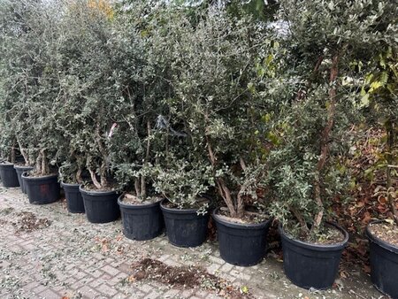 Quercus suber 200-250 cm cont. 130L meerstammig - afbeelding 1