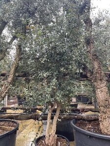 Quercus suber 200-250 cm cont. 130L meerstammig - afbeelding 2