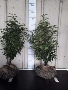 Prunus lusitanica 'Angustifolia' 50-60 cm met kluit