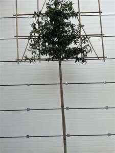 Prunus lusitanica 'Angustifolia' 8-10 Hoogstam cont. 30L SCHERM,br150xh120 180 cm stam - afbeelding 2