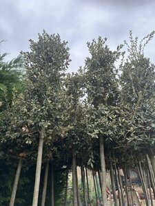 Quercus ilex 12-14 Hoogstam cont. 70L