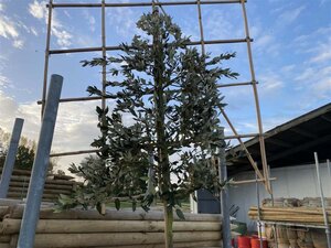 Quercus ilex 6-8 Hoogstam cont. 25L SCHERM,br120xh120 200 cm stam - afbeelding 1