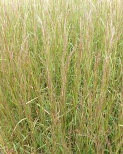 Schizachyrium sc. 'Caïro' geen maat specificatie 0,55L/P9cm