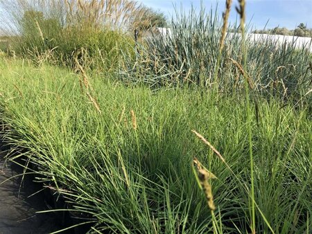 Sesleria autumnalis geen maat specificatie 0,55L/P9cm - afbeelding 1