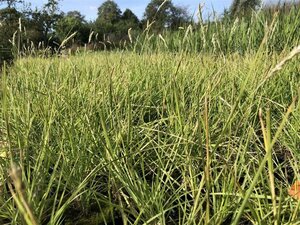 Sesleria autumnalis geen maat specificatie 0,55L/P9cm - afbeelding 2