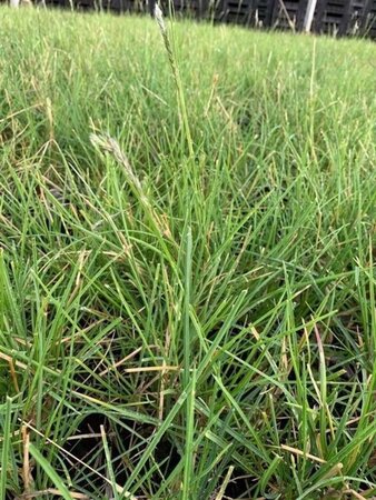 Sesleria autumnalis geen maat specificatie 0,55L/P9cm - afbeelding 6