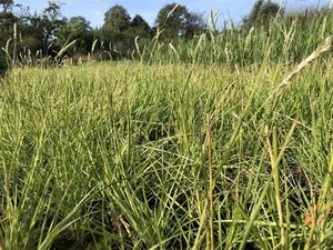 Sesleria autumnalis geen maat specificatie 0,55L/P9cm - afbeelding 3