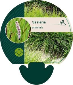 Sesleria autumnalis geen maat specificatie 0,55L/P9cm - afbeelding 7