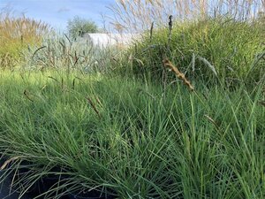 Sesleria autumnalis geen maat specificatie 0,55L/P9cm - afbeelding 4