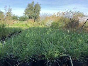 Sesleria autumnalis geen maat specificatie 0,55L/P9cm - afbeelding 5