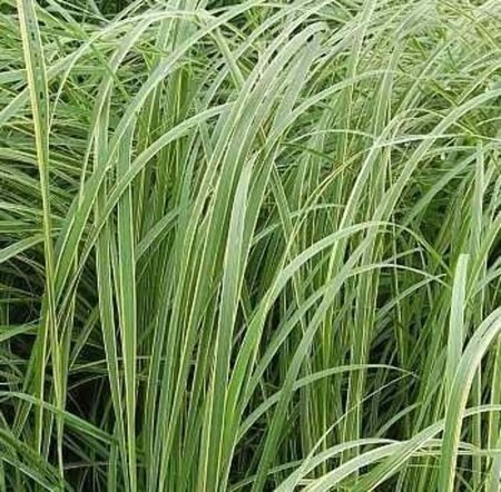 Spartina pectinata 'Aureomarginata' geen maat specificatie 0,55L/P9cm - afbeelding 2