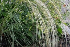 Stipa barbata geen maat specificatie 0,55L/P9cm