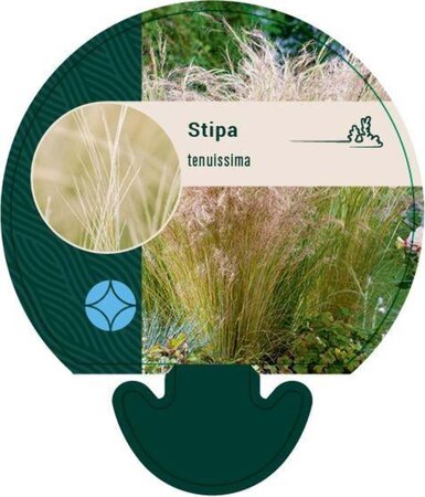 Stipa tenuissima geen maat specificatie 0,55L/P9cm - afbeelding 5