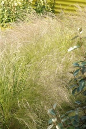 Stipa tenuissima geen maat specificatie 0,55L/P9cm - afbeelding 2