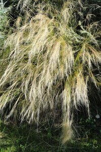 Stipa tenuissima geen maat specificatie 0,55L/P9cm - afbeelding 1