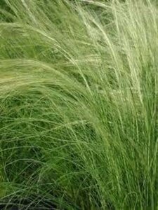 Stipa tenuissima geen maat specificatie 0,55L/P9cm - afbeelding 4