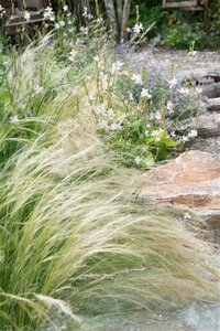 Stipa tenuissima geen maat specificatie 0,55L/P9cm - afbeelding 3