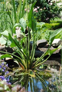 Alisma plantago-aquatica geen maat specificatie 0,55L/P9cm