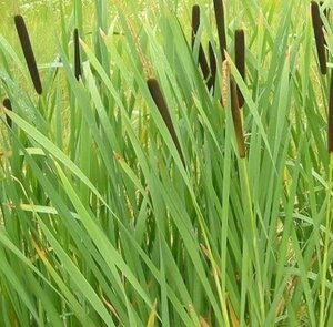 Typha latifolia geen maat specificatie 0,55L/P9cm - afbeelding 3