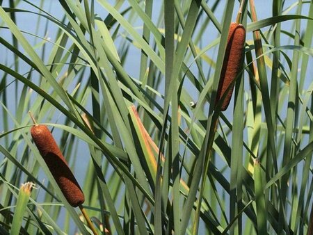 Typha latifolia geen maat specificatie 0,55L/P9cm - afbeelding 1