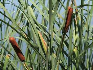 Typha latifolia geen maat specificatie 0,55L/P9cm - afbeelding 1