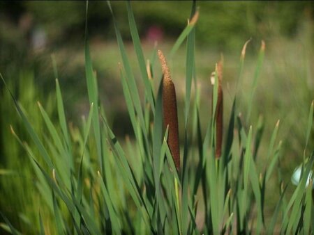 Typha latifolia geen maat specificatie 0,55L/P9cm - afbeelding 2