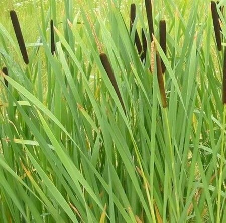 Typha latifolia geen maat specificatie 0,55L/P9cm - image 3