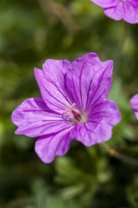 Geranium 'Blushing Turtle' geen maat specificatie 0,55L/P9cm - afbeelding 1