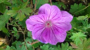 Geranium 'Blushing Turtle' geen maat specificatie 0,55L/P9cm - afbeelding 3