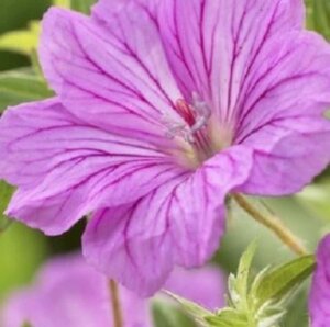 Geranium 'Blushing Turtle' geen maat specificatie 0,55L/P9cm - afbeelding 4