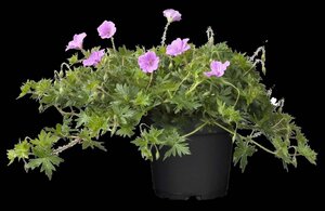 Geranium 'Blushing Turtle' geen maat specificatie 0,55L/P9cm - afbeelding 2