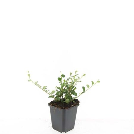 Cotoneaster dammeri geen maat specificatie 0,55L/P9cm - afbeelding 6