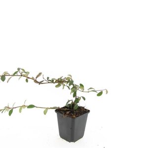 Cotoneaster dammeri geen maat specificatie 0,55L/P9cm - afbeelding 3