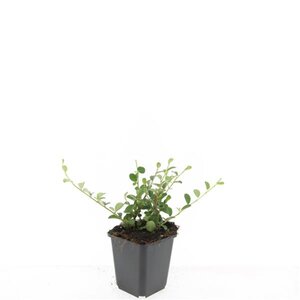 Cotoneaster dammeri geen maat specificatie 0,55L/P9cm - afbeelding 2