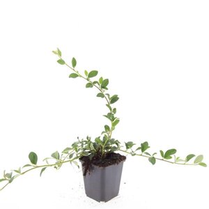 Cotoneaster dammeri geen maat specificatie 0,55L/P9cm - afbeelding 11