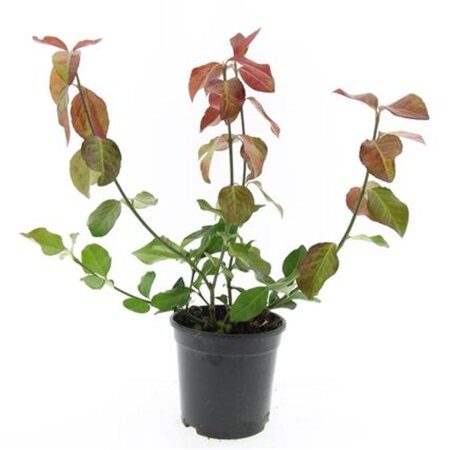 Euonymus fort. 'Dart's Blanket' geen maat specificatie cont. 1,5L - afbeelding 4