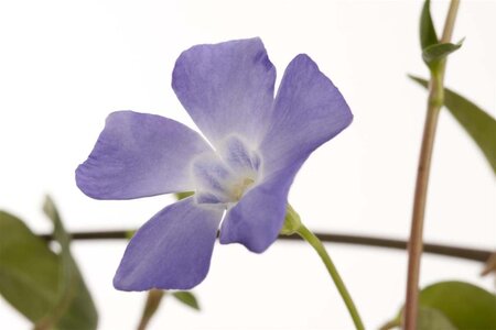 Vinca minor geen maat specificatie 0,55L/P9cm - afbeelding 1