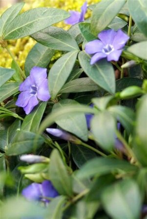 Vinca minor geen maat specificatie 0,55L/P9cm - afbeelding 9