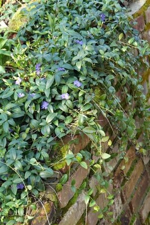 Vinca minor geen maat specificatie 0,55L/P9cm - afbeelding 8