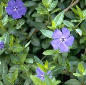 Vinca minor geen maat specificatie 0,55L/P9cm - afbeelding 14