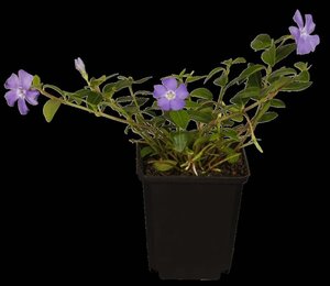 Vinca minor geen maat specificatie 0,55L/P9cm - afbeelding 16