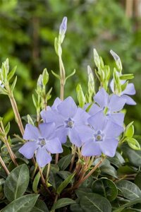 Vinca minor geen maat specificatie 0,55L/P9cm - afbeelding 15