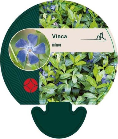 Vinca minor geen maat specificatie 0,55L/P9cm - afbeelding 13