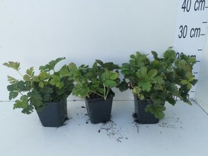 Waldsteinia ternata geen maat specificatie 0,55L/P9cm - afbeelding 2